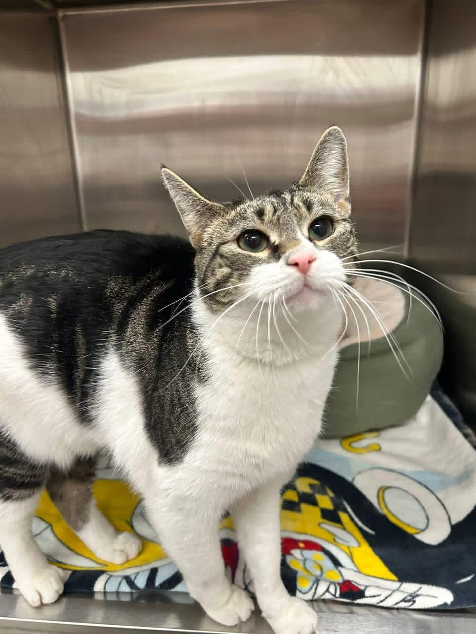 Enlarge Jimmy John , a ADOPTABLE Domestic Short Hair in Howes Cave, NY image 2/2