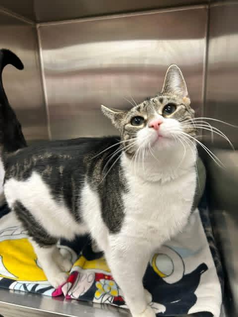 Enlarge Jimmy John , a ADOPTABLE Domestic Short Hair in Howes Cave, NY image 1/2