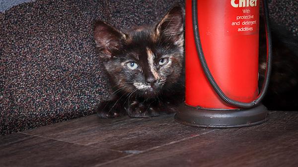 Enlarge Tinkerbell, an adoption pending Tortoiseshell in Parker, TX image 1/1