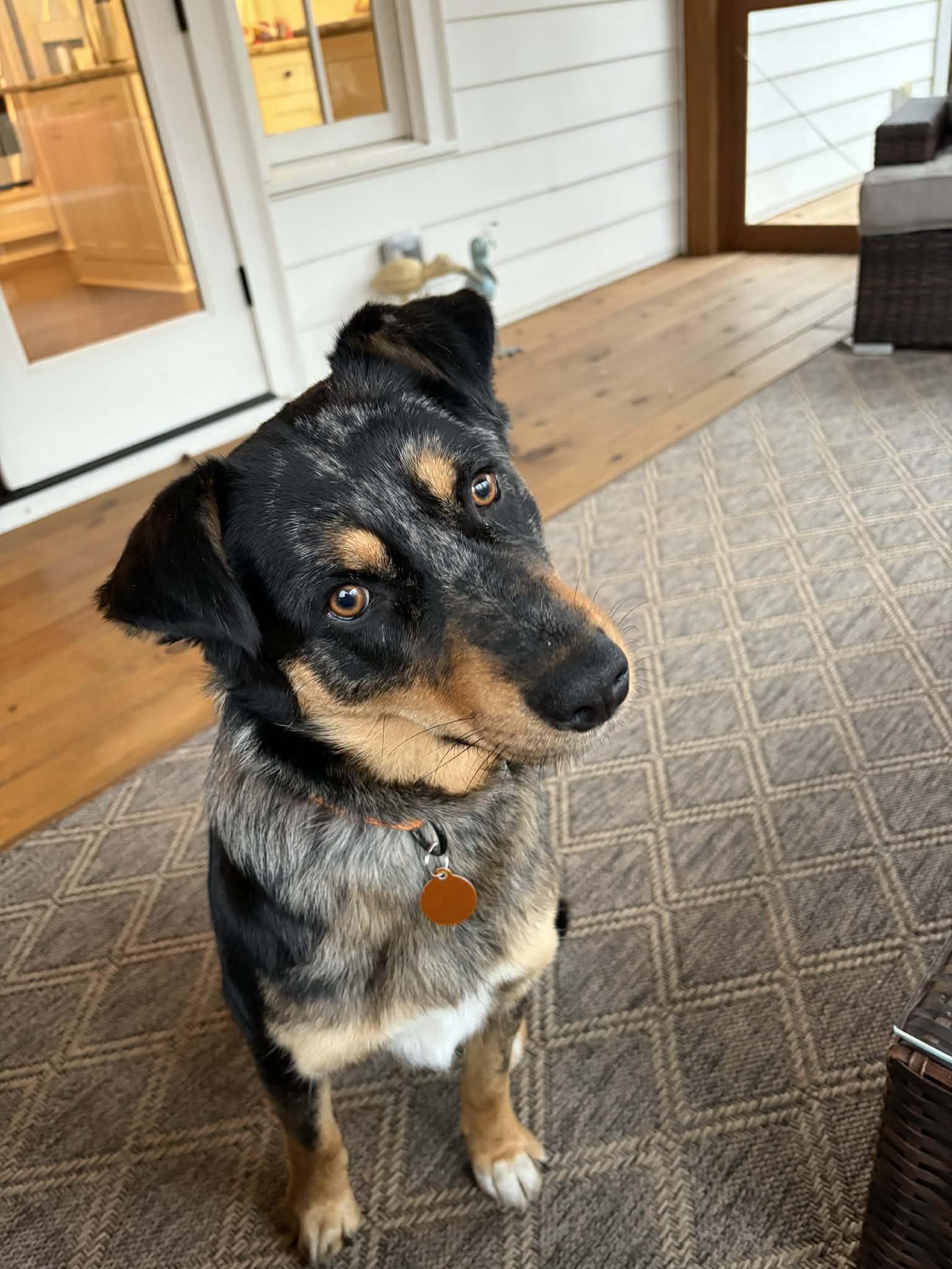 Enlarge Anny, a ADOPTABLE mixed breed in Cumming, GA image 2/6