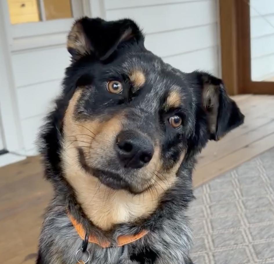 Anny, ADOPTABLE, Young Female Australian Shepherd & Australian Cattle Dog / Blue Heeler.