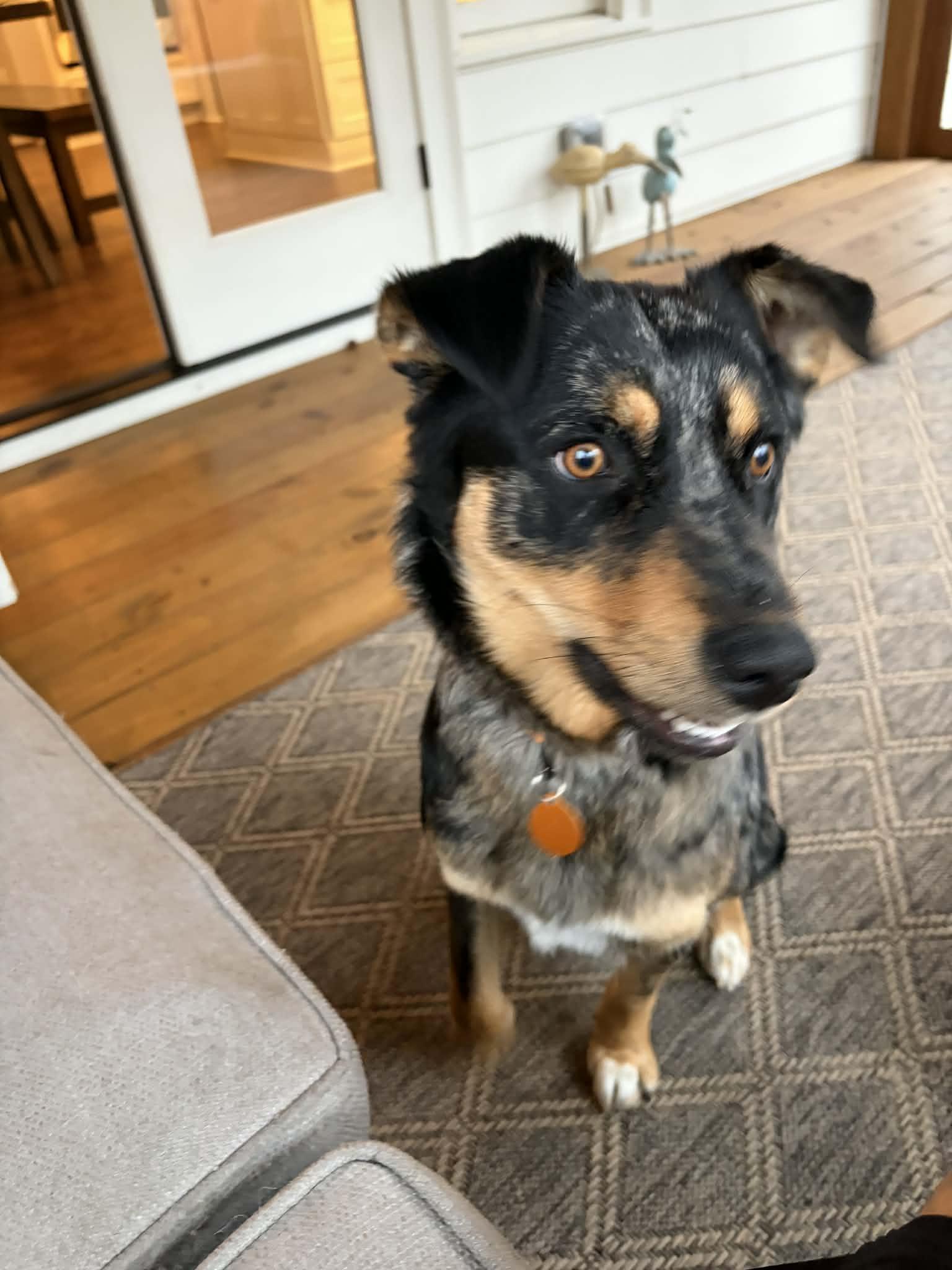 Enlarge Anny, a ADOPTABLE mixed breed in Cumming, GA image 5/6