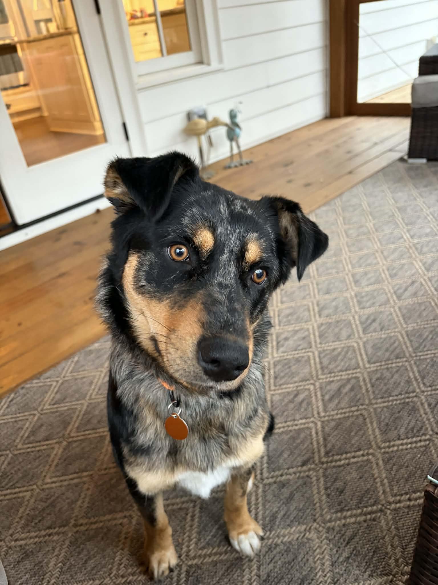 Enlarge Anny, a ADOPTABLE mixed breed in Cumming, GA image 3/6