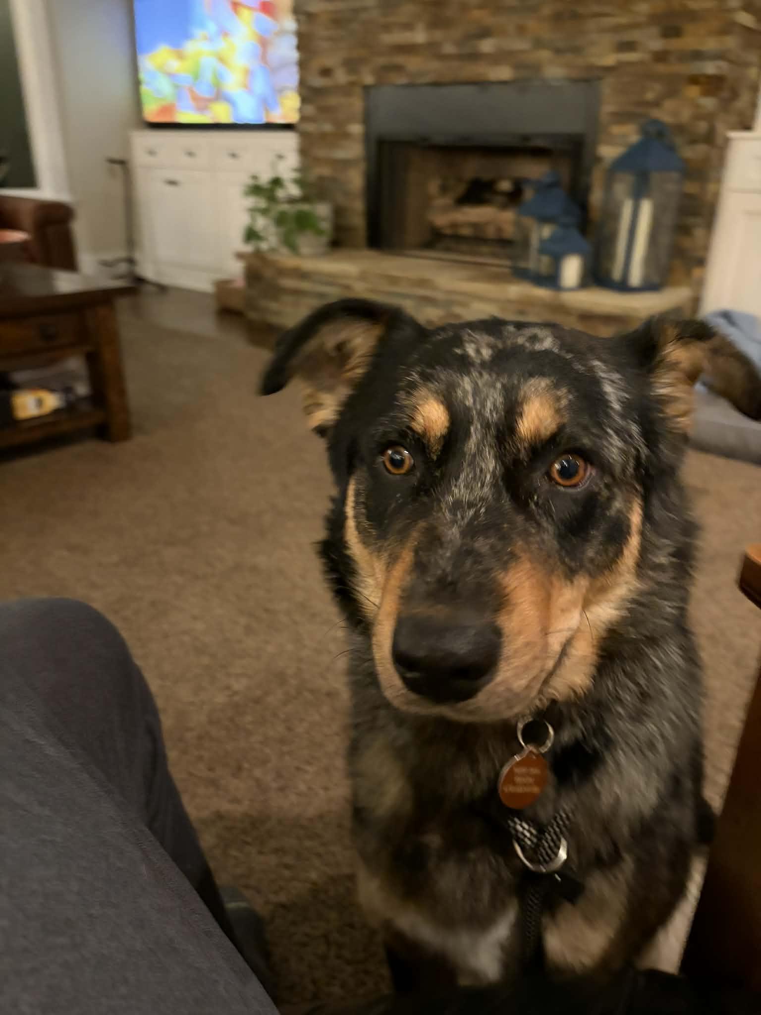 Enlarge Anny, a ADOPTABLE mixed breed in Cumming, GA image 4/6