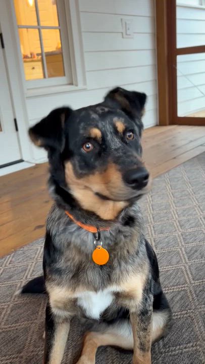 Enlarge Anny, a ADOPTABLE mixed breed in Cumming, GA video 6/6