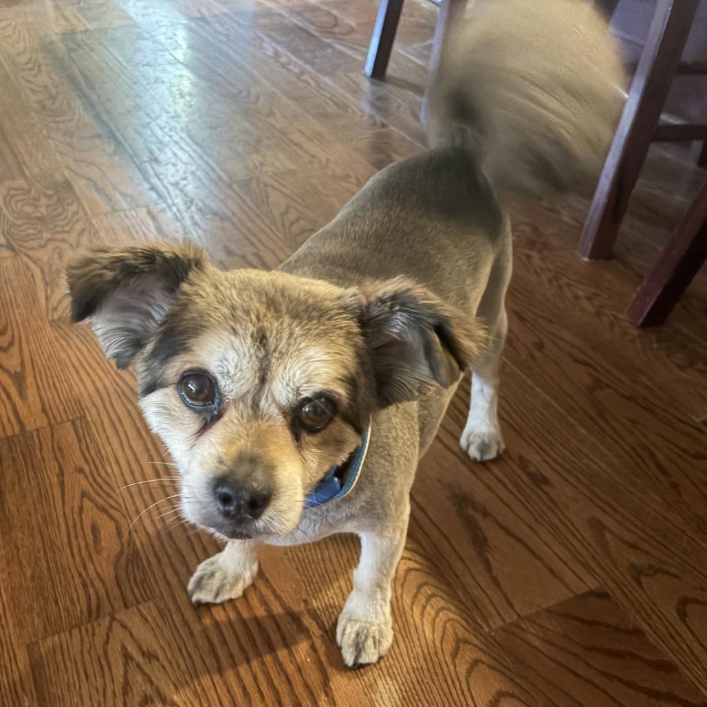 Chewbacca, Adoptable, Senior Male Pomeranian & Terrier.