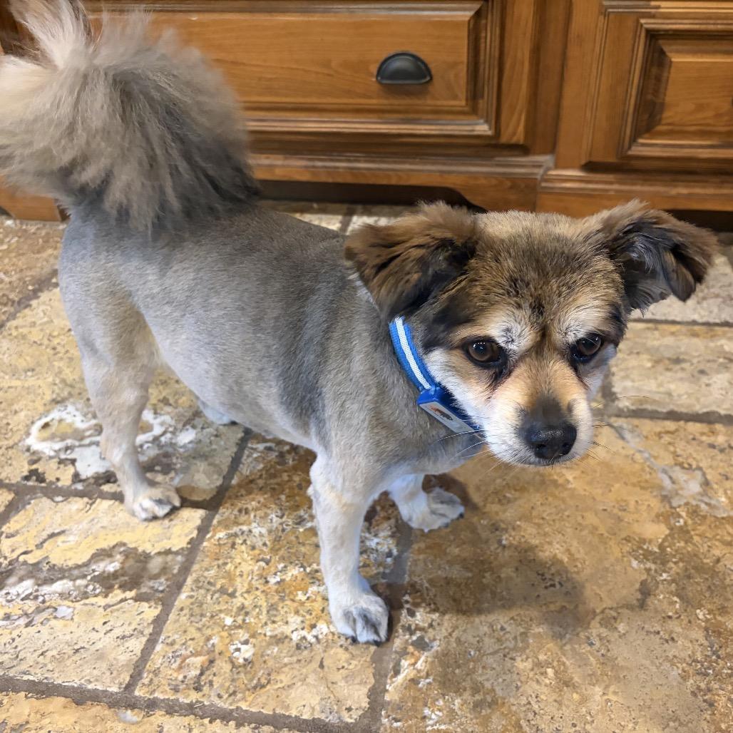 Enlarge Chewbacca, a Adoptable mixed breed in Pineville, MO image 2/2