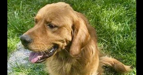 Archie #7347, Adopted, Young Male Golden Retriever.