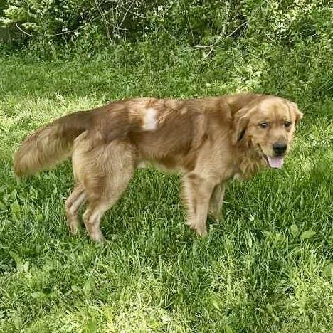 Enlarge Archie #7347, a Adopted Golden Retriever in Louisville, KY image 2/4