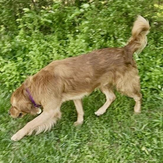 Enlarge Archie #7347, a Adopted Golden Retriever in Louisville, KY image 3/4