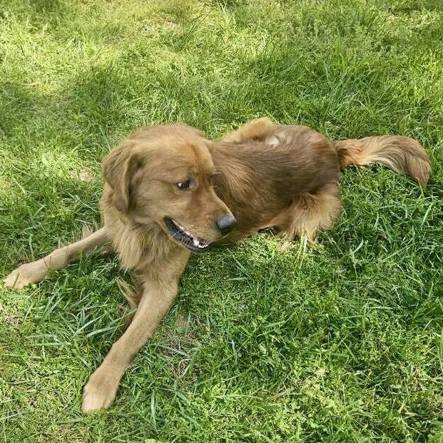 Enlarge Archie #7347, a Adopted Golden Retriever in Louisville, KY image 4/4