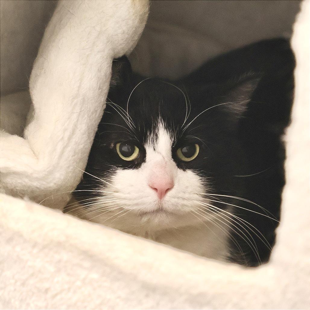 Enlarge Cash, a Adoptable Domestic Short Hair in Briarcliff Manor, NY image 1/2