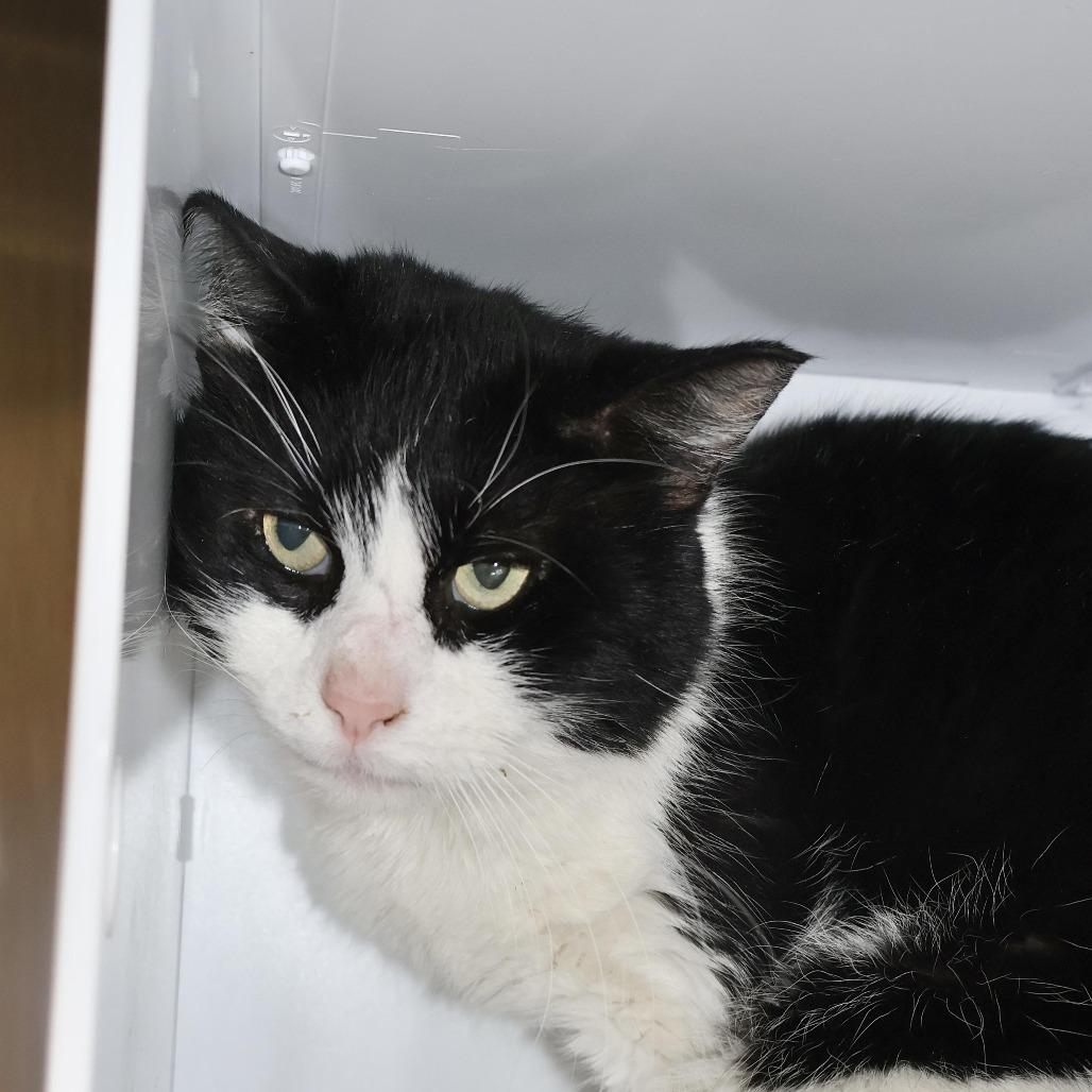 Enlarge Cash, a Adoptable Domestic Short Hair in Briarcliff Manor, NY image 2/2