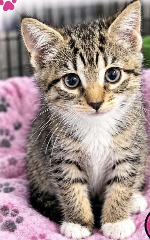 Neffy, Adopted, Young Female Domestic Short Hair.