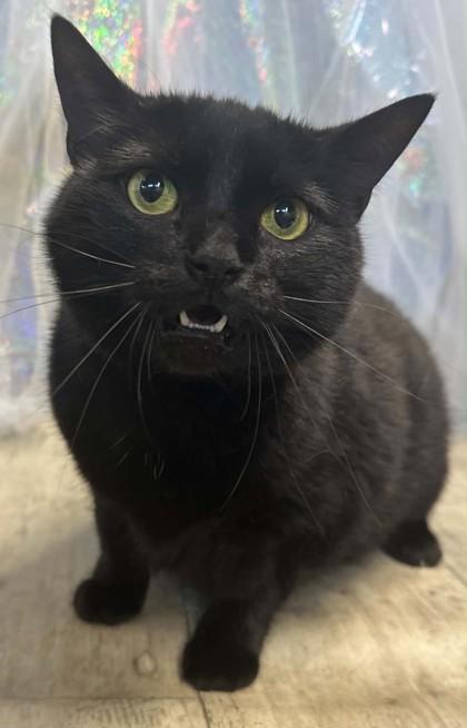 Daisy, Adoptable, Young Female Domestic Short Hair & Domestic Short Hair.
