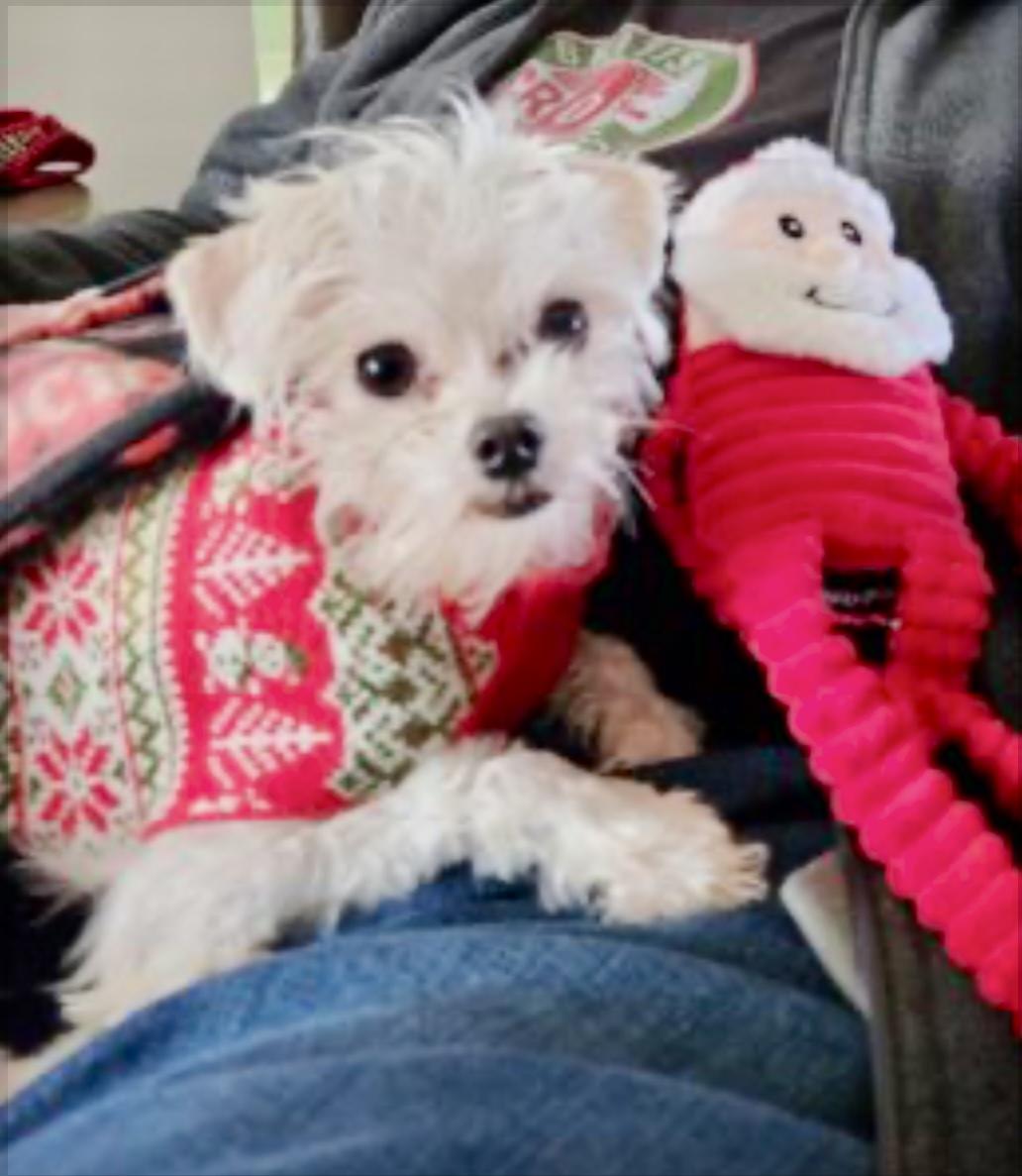 Lee Lee, ADOPTABLE, Puppy Female Maltese.