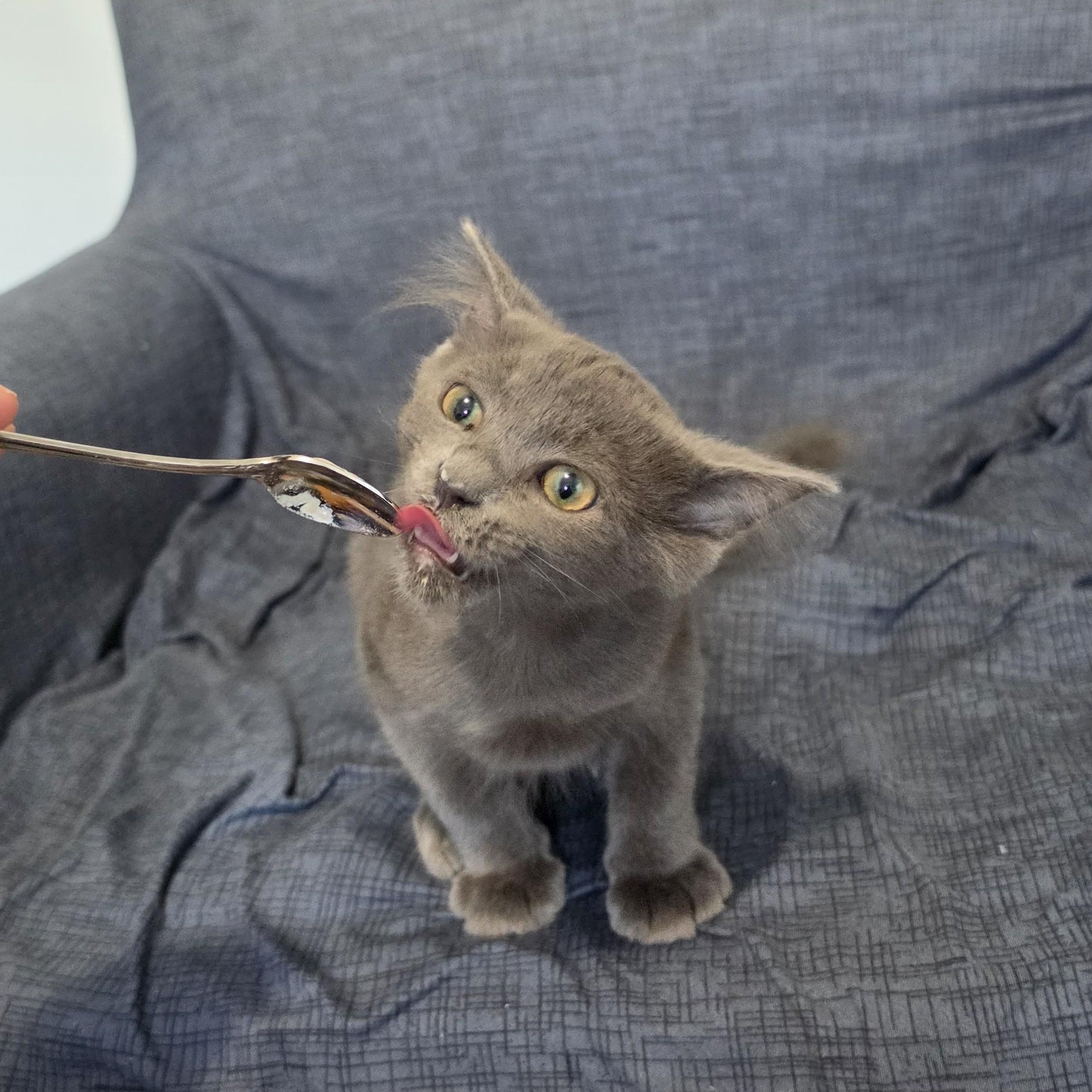 Enlarge Myles, a Adoptable Domestic Long Hair in Livonia, MI image 5/6