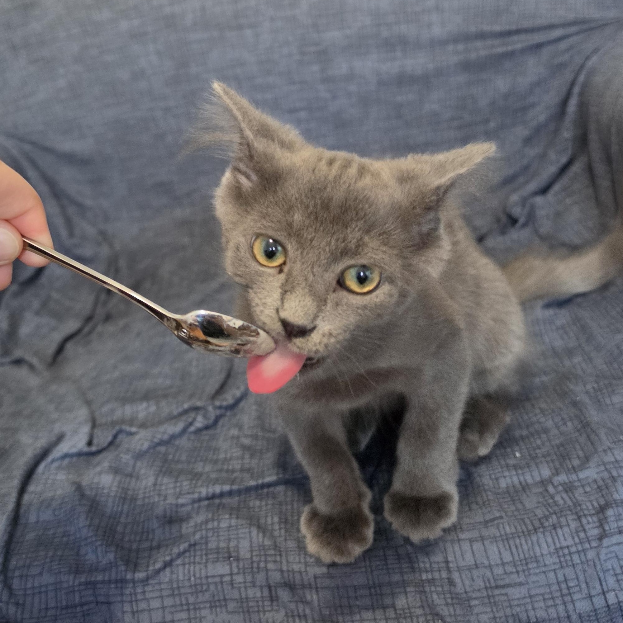 Enlarge Myles, a Adoptable Domestic Long Hair in Livonia, MI image 3/6