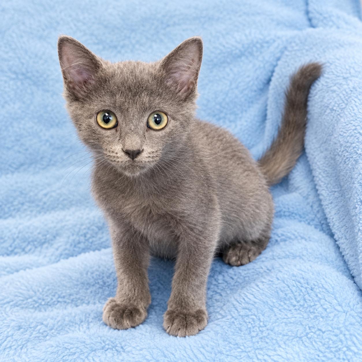 Myles, Adoptable, Kitten Male Domestic Long Hair.