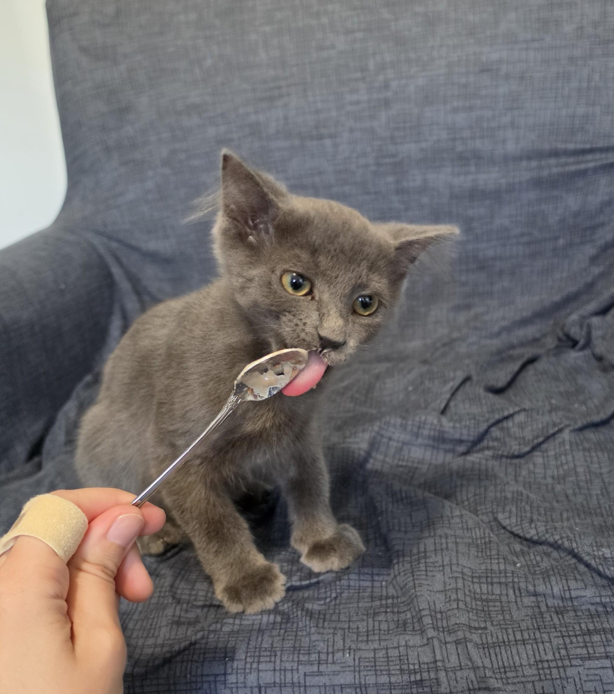 Enlarge Myles, a Adoptable Domestic Long Hair in Livonia, MI image 2/6