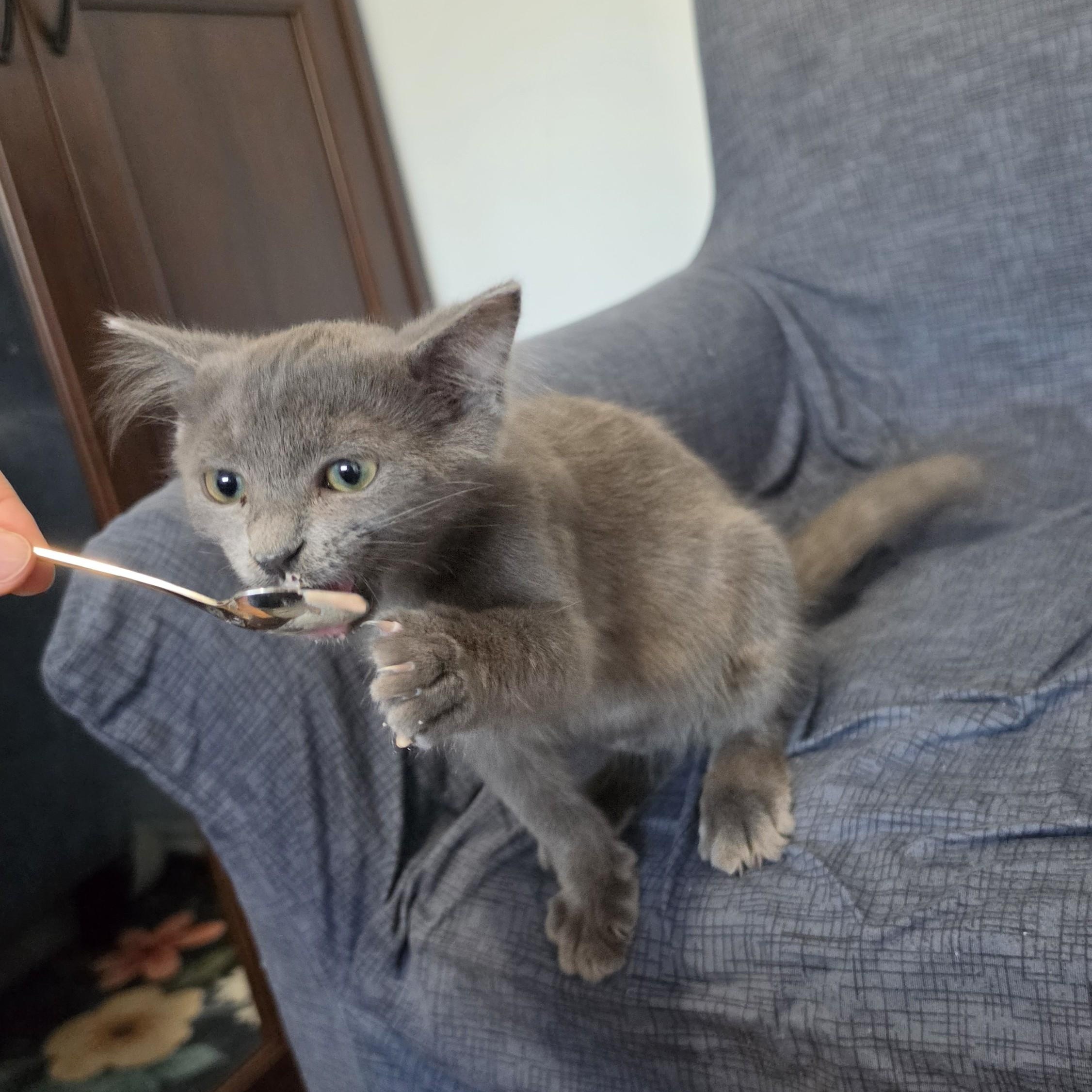 Enlarge Myles, a Adoptable Domestic Long Hair in Livonia, MI image 4/6