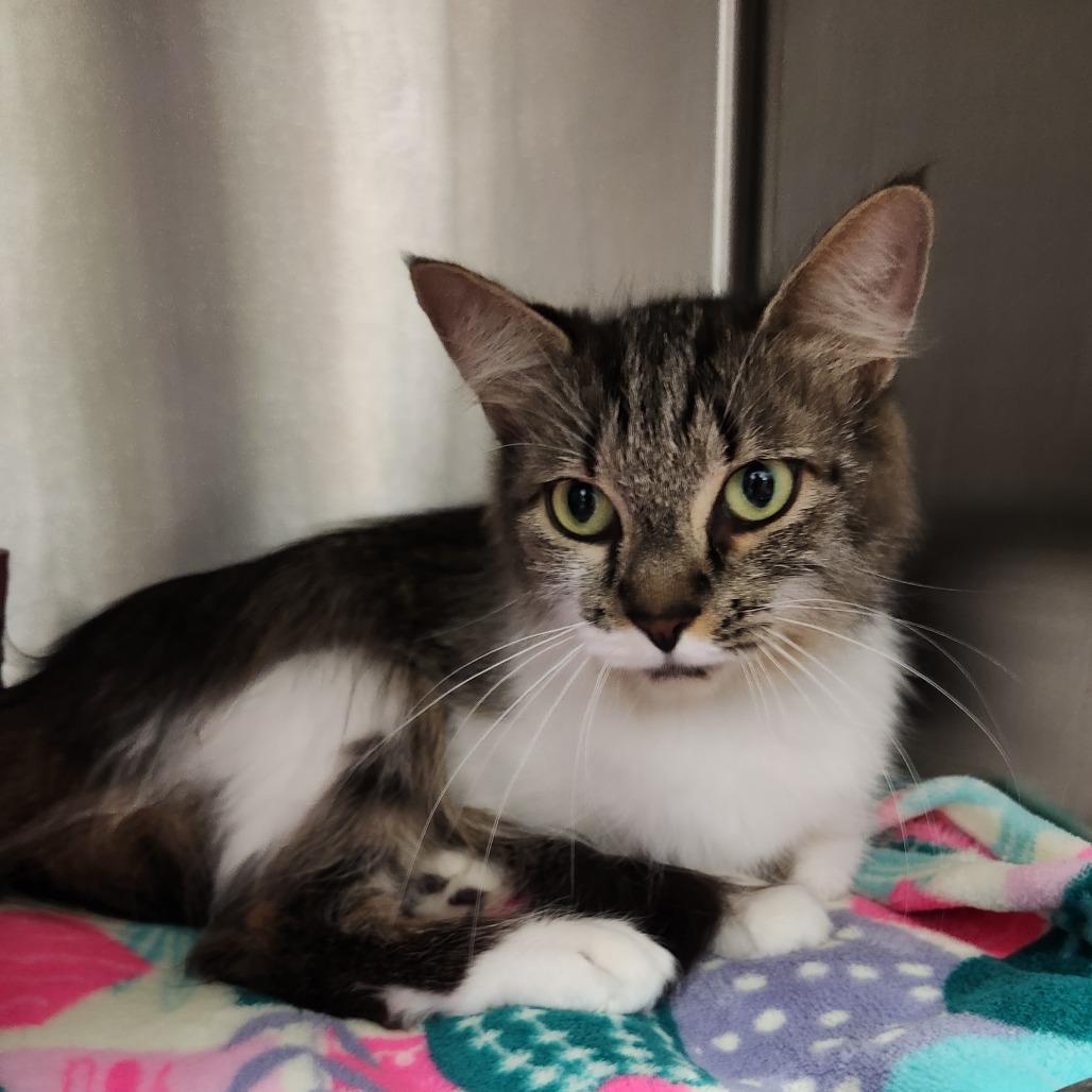 Little Thing, Adoptable, Adult Female Domestic Long Hair.