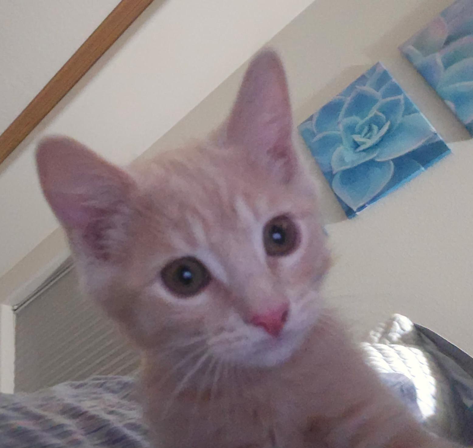 Gouda, Adoptable, Kitten Male Tabby.