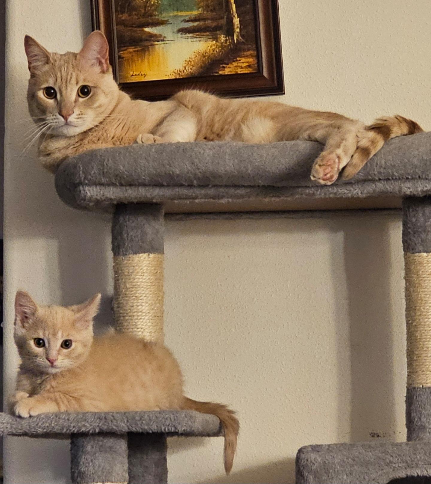 Enlarge Gouda, a Adoptable Tabby in Springfield, OR image 3/6