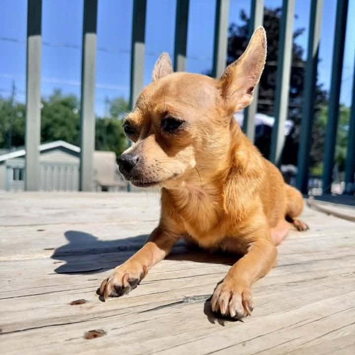 Enlarge Maria Reynolds, a Adopted Chihuahua in Racine, WI image 2/3