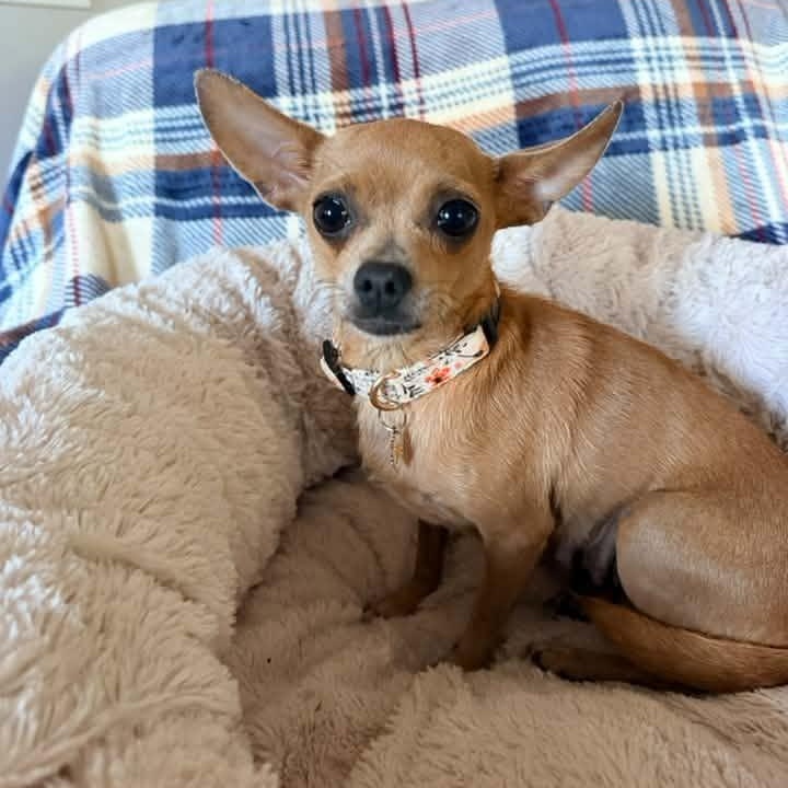 Maria Reynolds, Adopted, Adult Female Chihuahua.