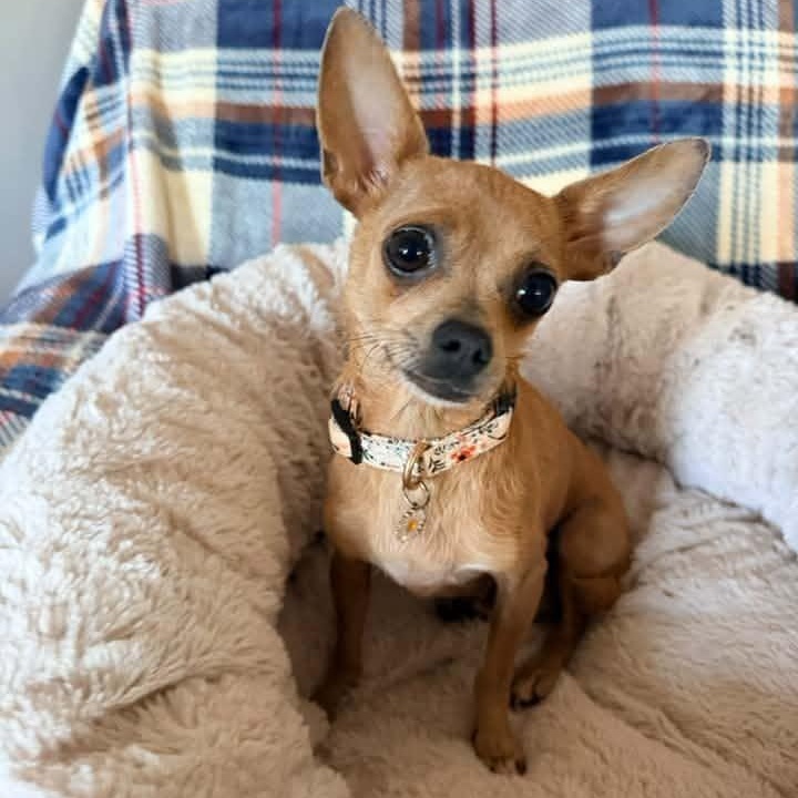 Enlarge Maria Reynolds, a Adopted Chihuahua in Racine, WI image 3/3