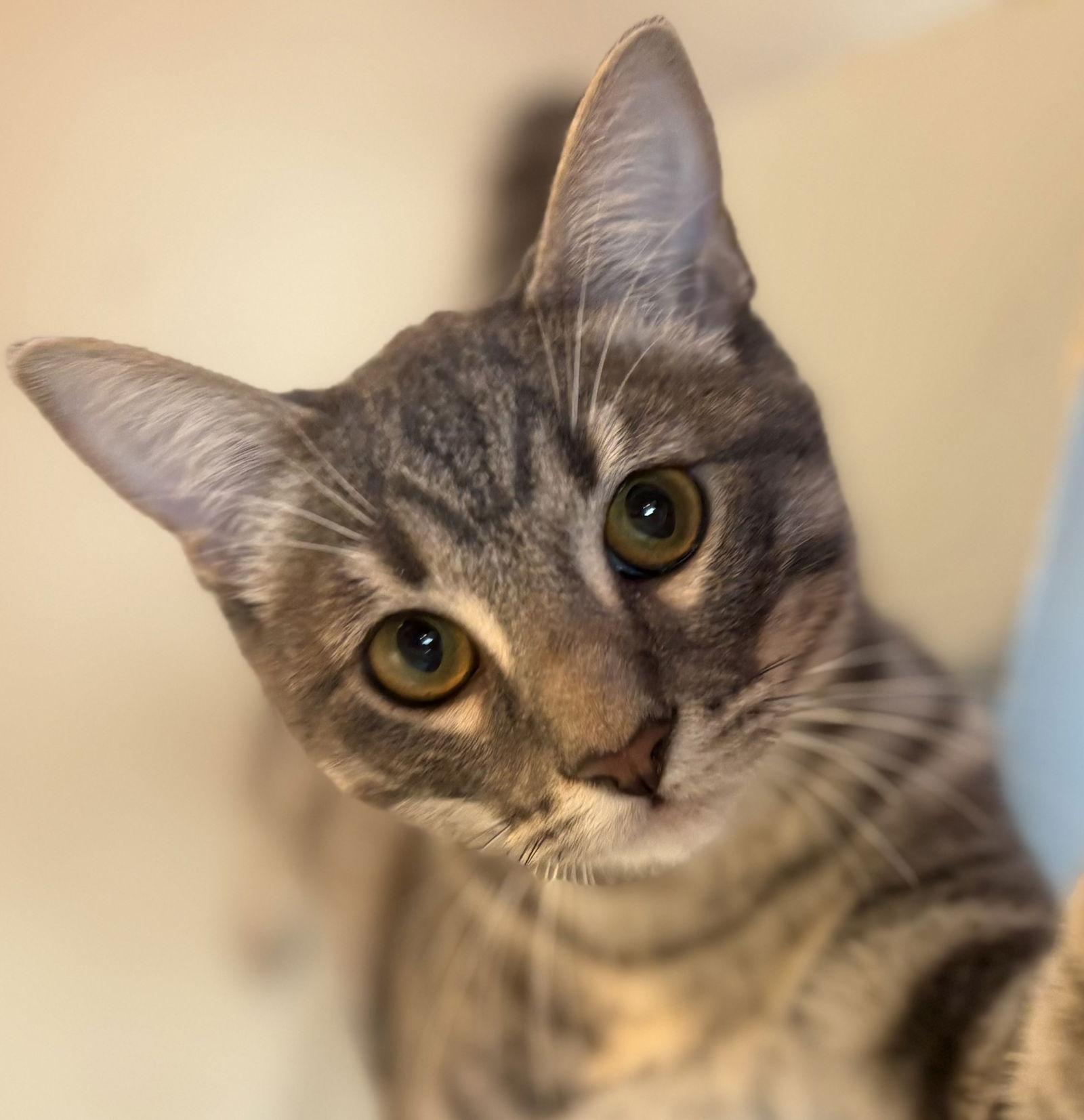 Tommy, Adopted, Young Male Domestic Short Hair & Tabby.