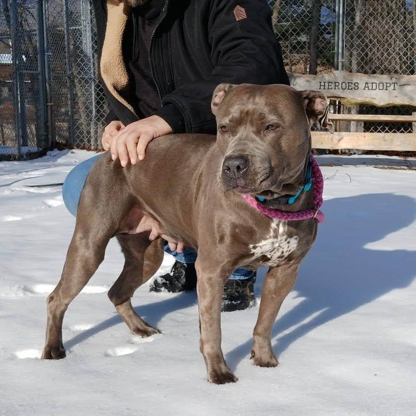 Enlarge Royalty , a ADOPTABLE American Bully in Saugerties, NY image 4/4