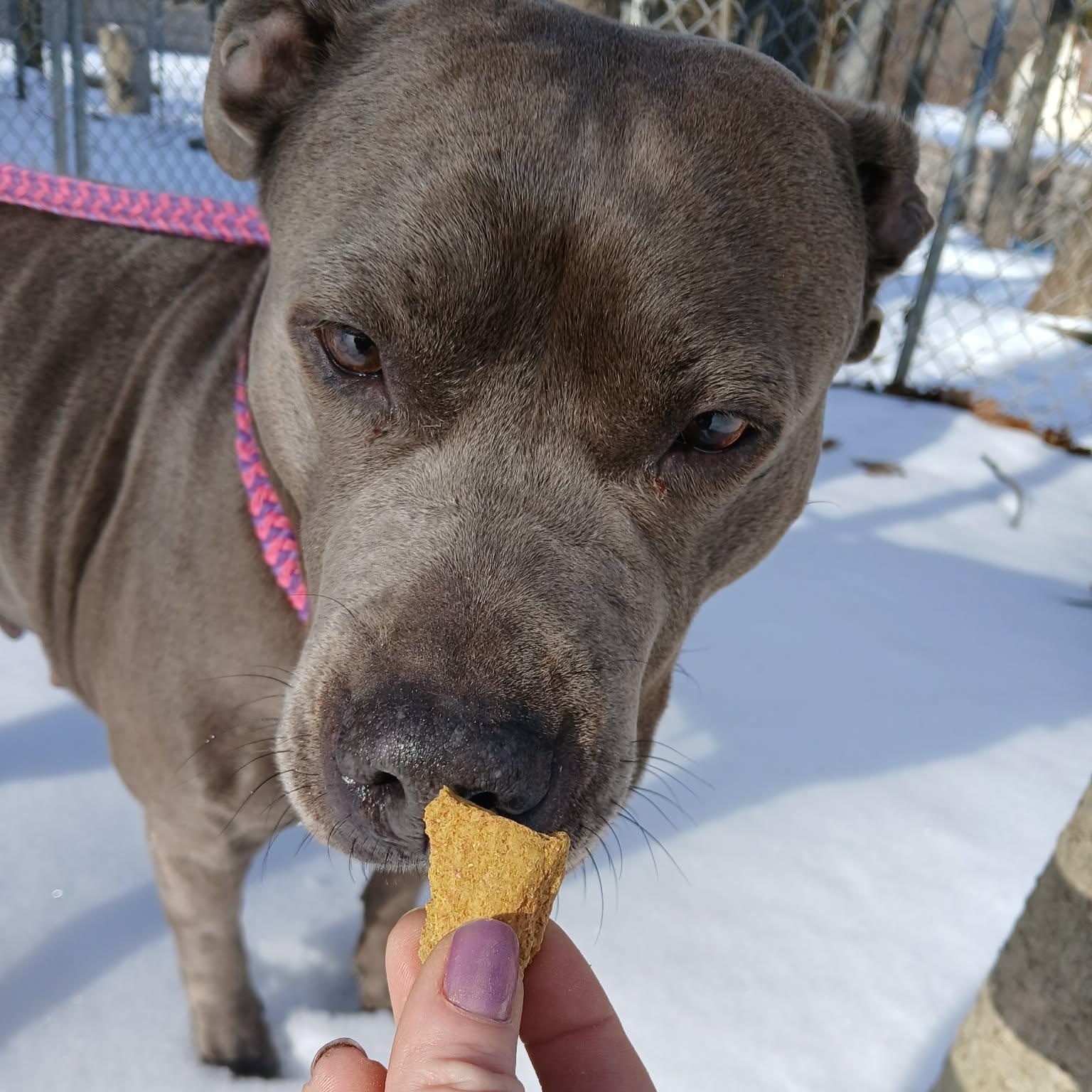 Enlarge Royalty , a ADOPTABLE American Bully in Saugerties, NY image 2/4