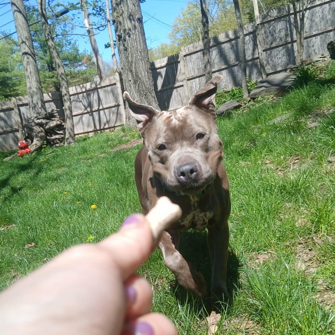Royalty , ADOPTABLE, Senior Female American Bully.