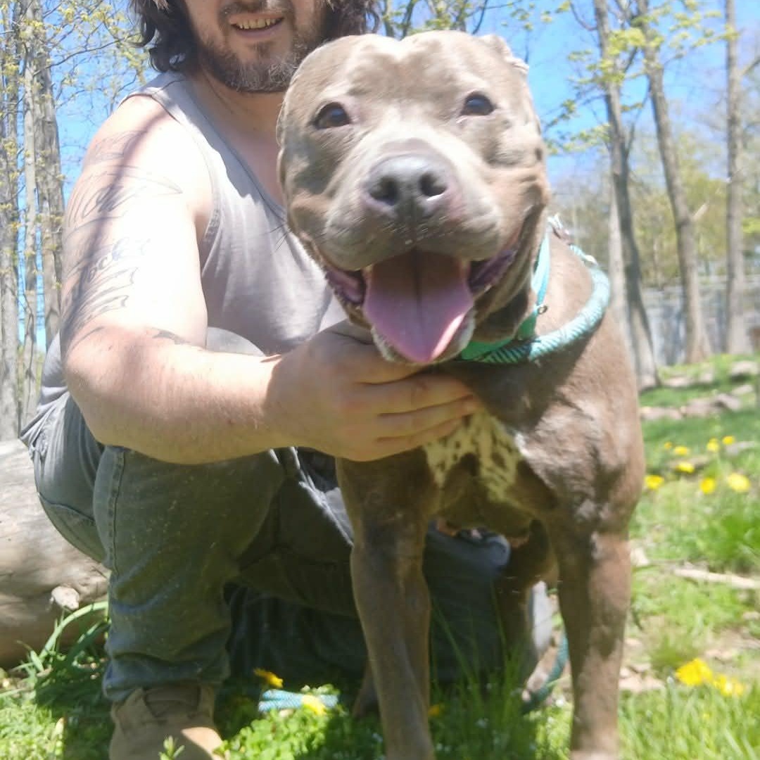 Royalty , a ADOPTABLE American Bully in Saugerties, NY image 2/6