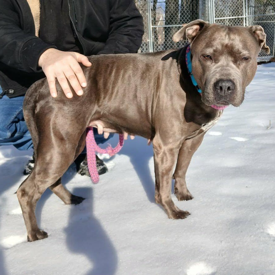 Enlarge Royalty , a ADOPTABLE American Bully in Saugerties, NY image 1/4