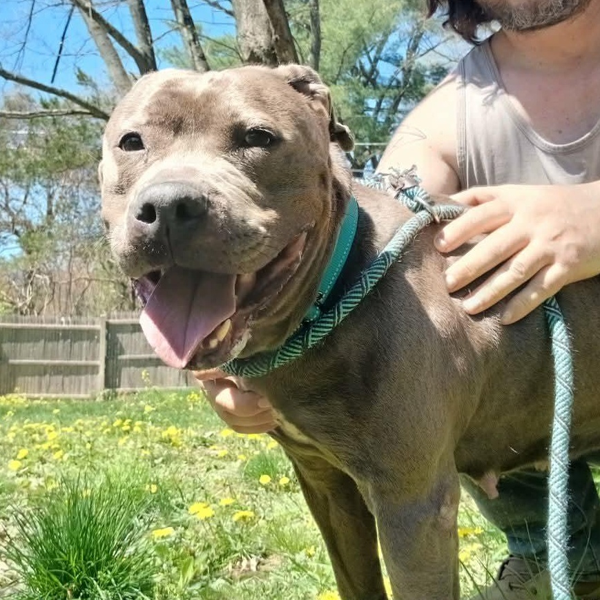 Royalty , a ADOPTABLE American Bully in Saugerties, NY image 3/6