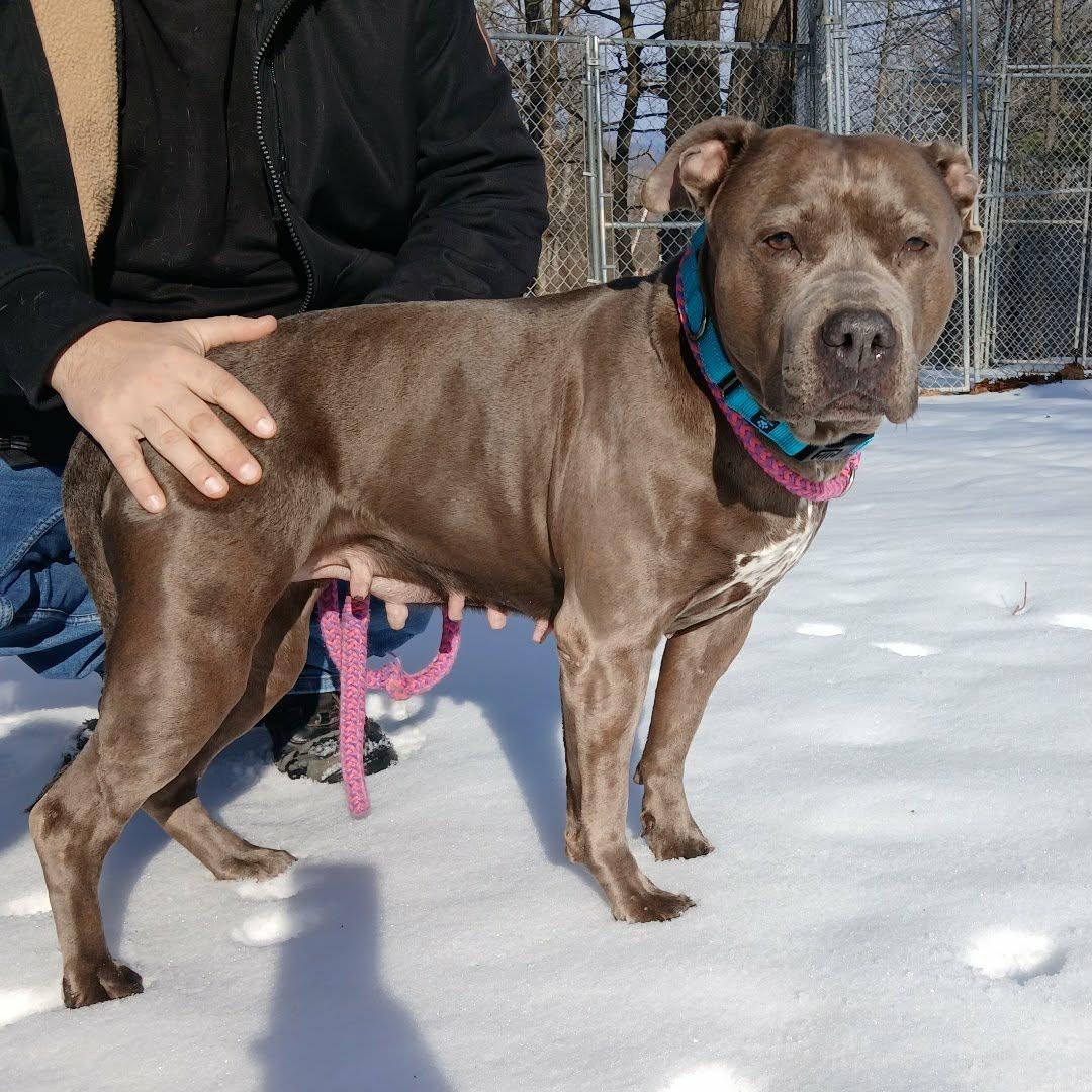 Enlarge Royalty , a ADOPTABLE American Bully in Saugerties, NY image 3/4