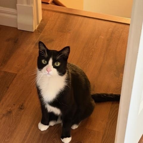 Axle, a Adoptable Domestic Short Hair in Calgary, AB image 1/5