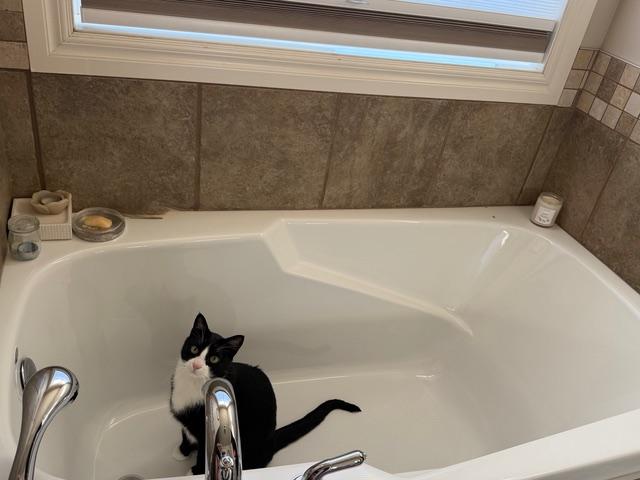 Axle, a Adoptable Domestic Short Hair in Calgary, AB image 2/5