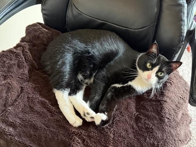 Axle, a Adoptable Domestic Short Hair in Calgary, AB image 3/5