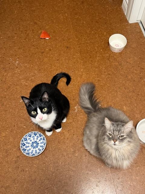 Axle, a Adoptable Domestic Short Hair in Calgary, AB image 5/5