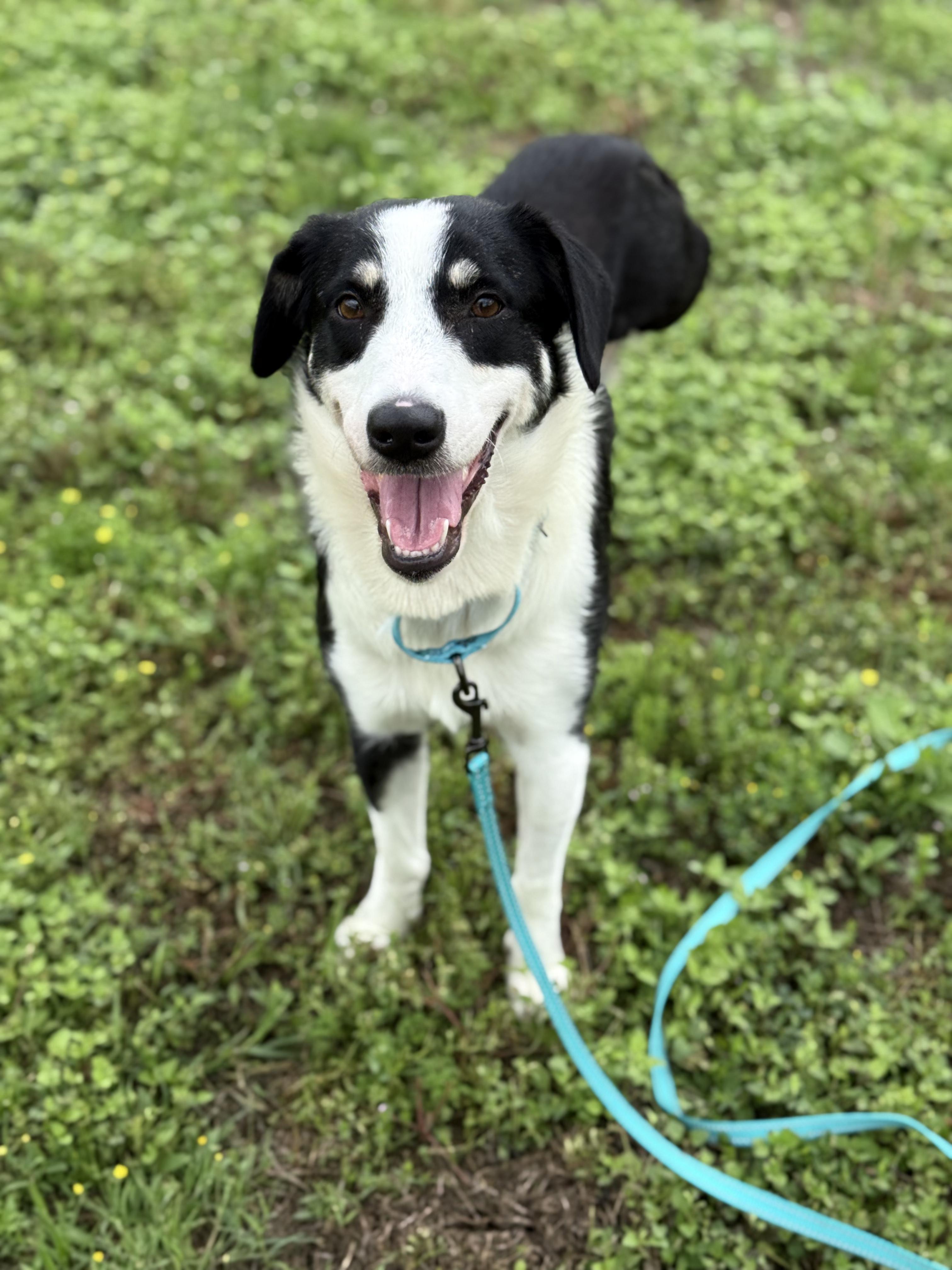 Dakota, Adult Female unknown