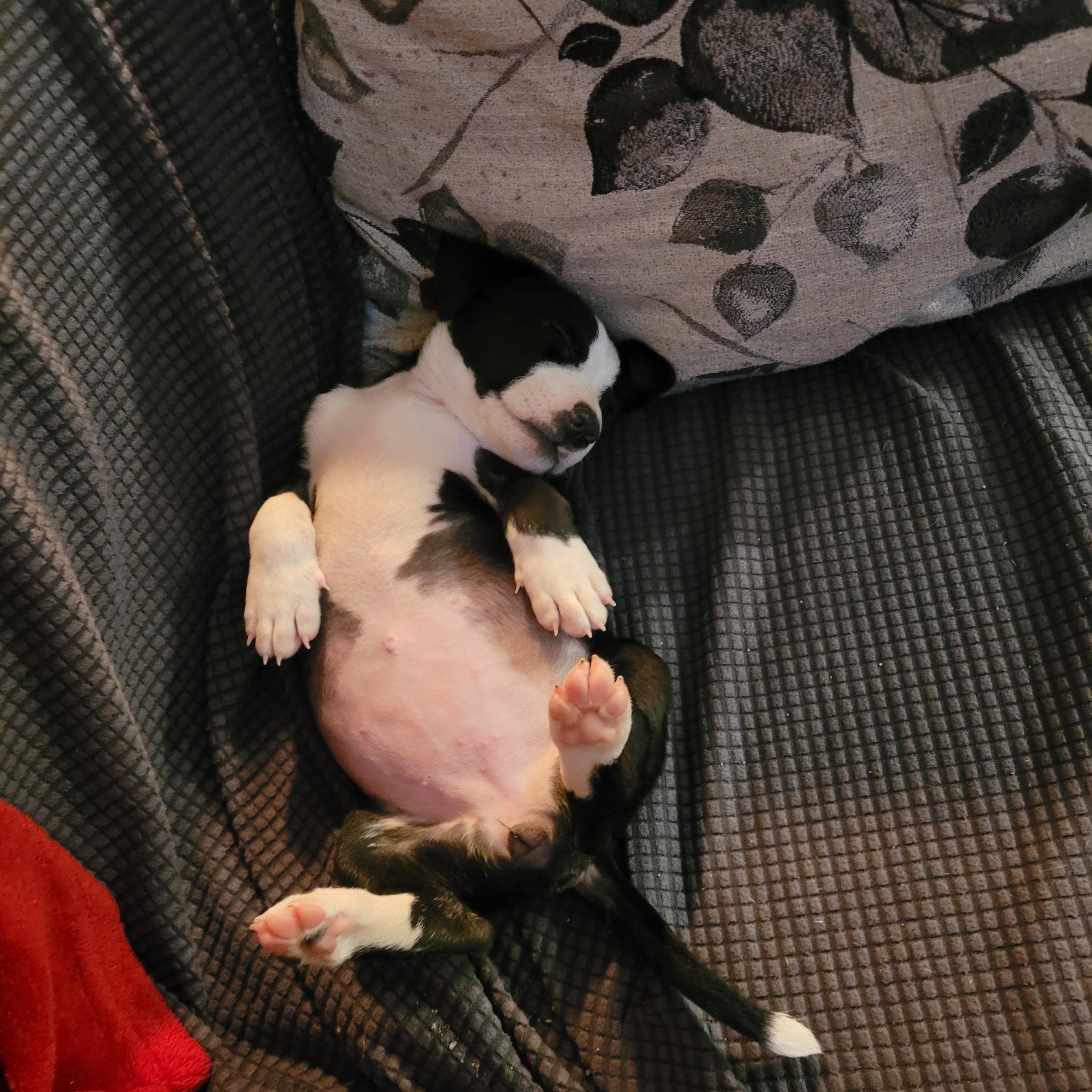 Flower, a Adoptable mixed breed in Murrieta, CA image 1/4