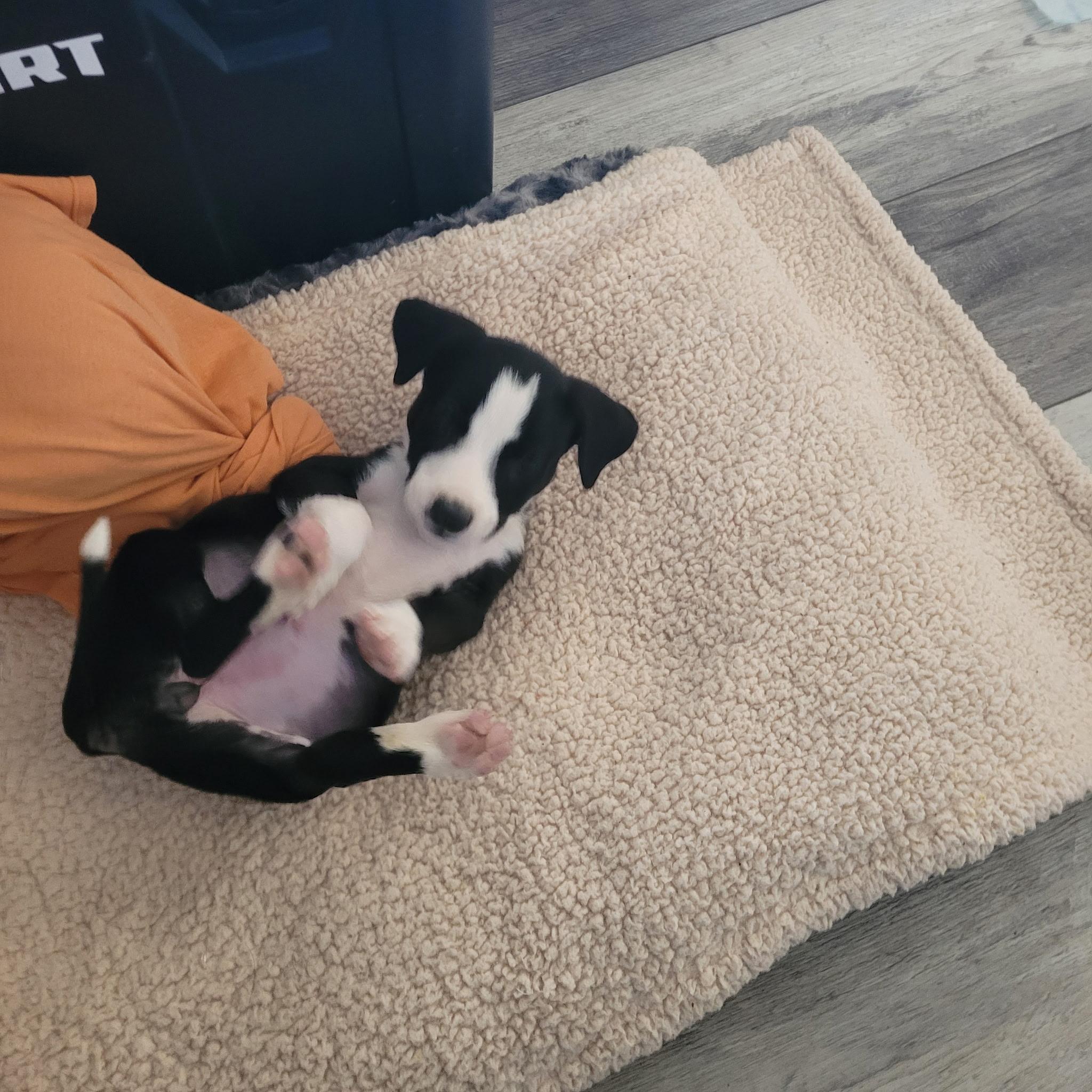 Flower, a Adoptable mixed breed in Murrieta, CA image 4/4