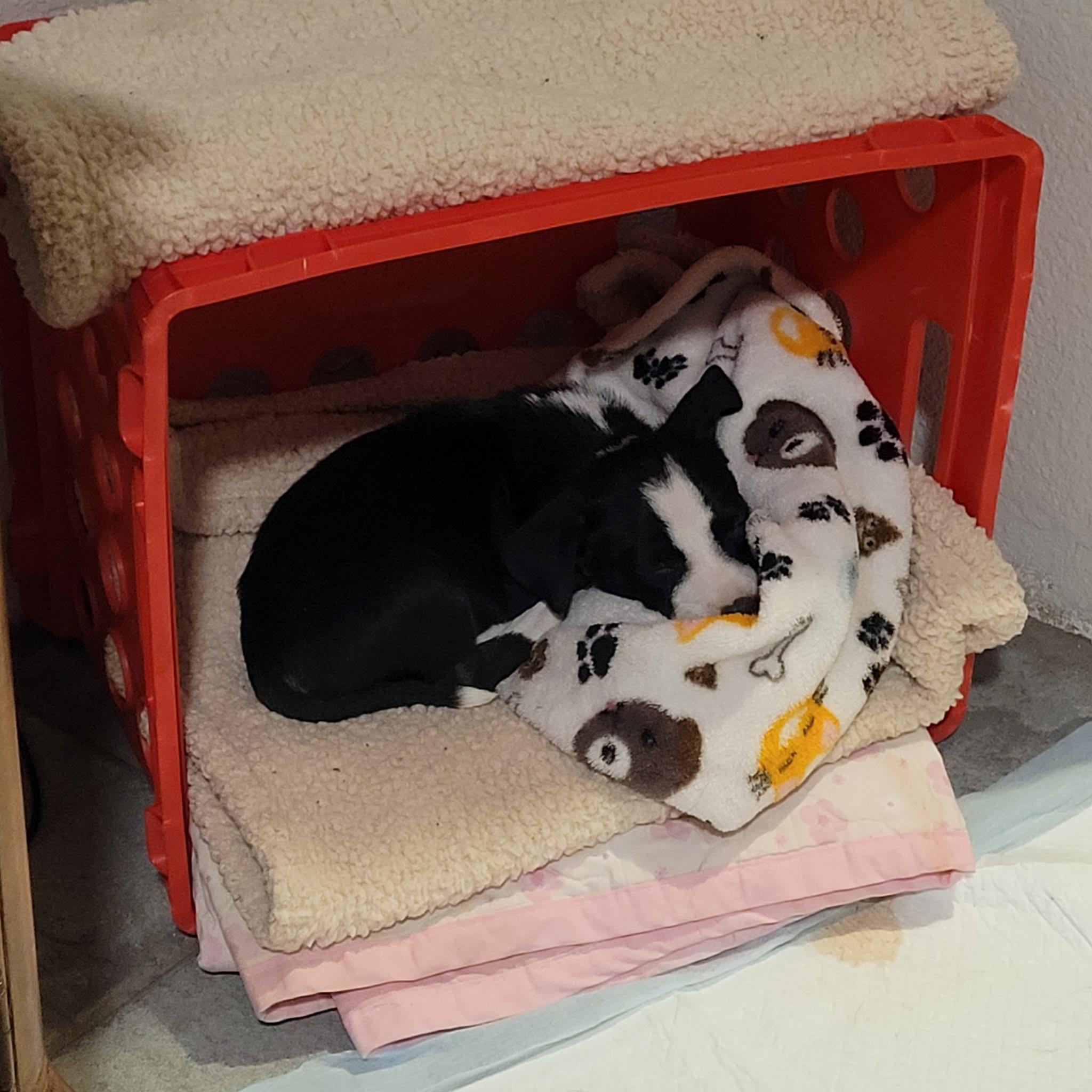 Flower, a Adoptable mixed breed in Murrieta, CA image 2/4