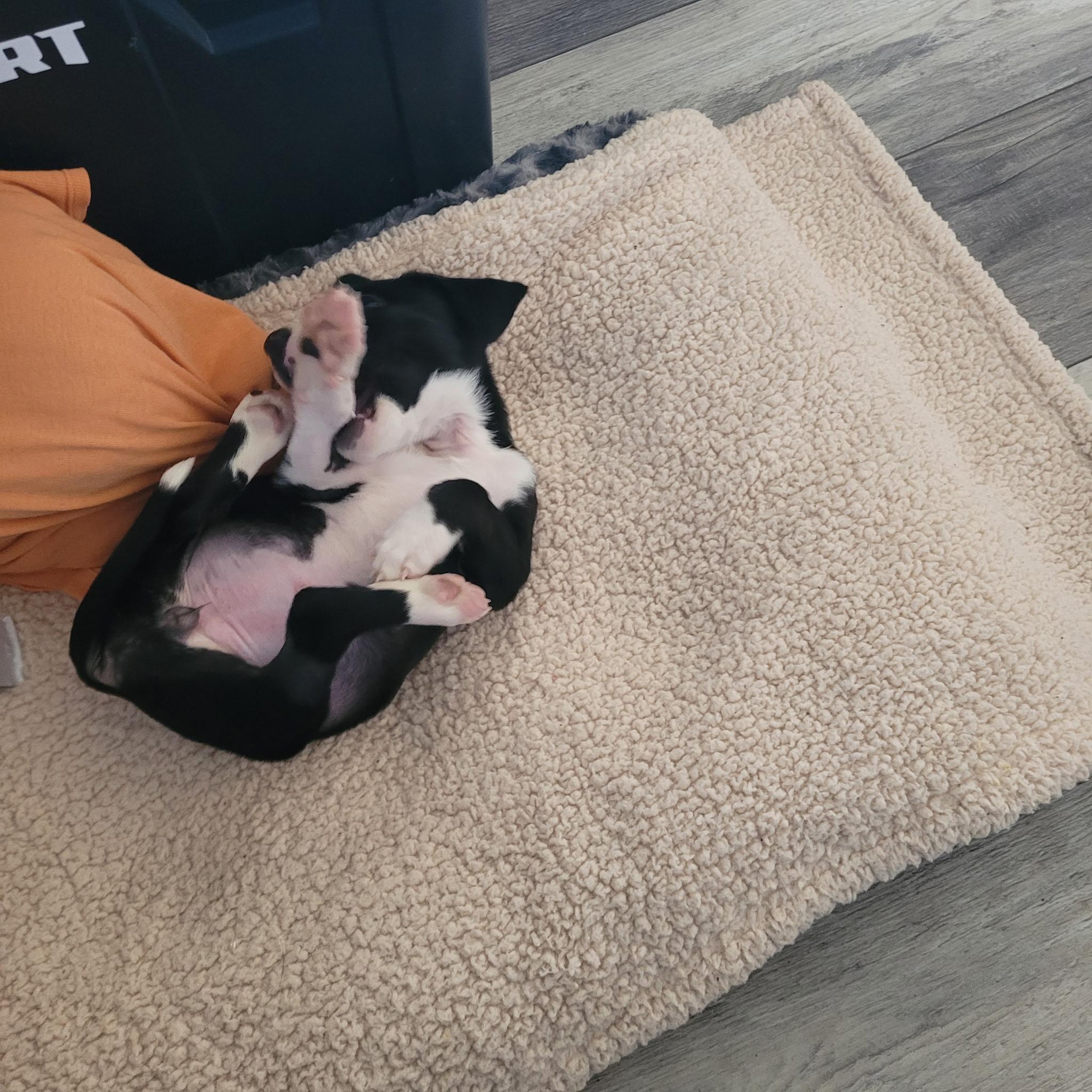 Flower, a Adoptable mixed breed in Murrieta, CA image 3/4