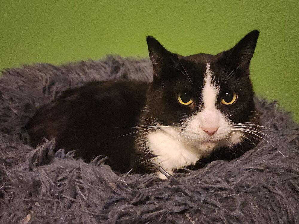 Iris, Adoptable, Senior Female Domestic Short Hair.