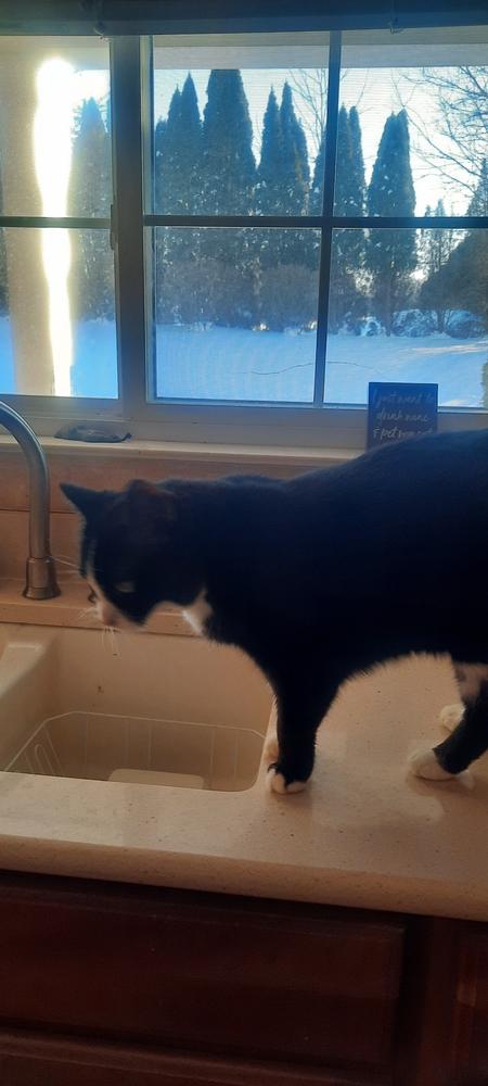 Iris, a Adoptable Domestic Short Hair in Dayton, OH image 1/3